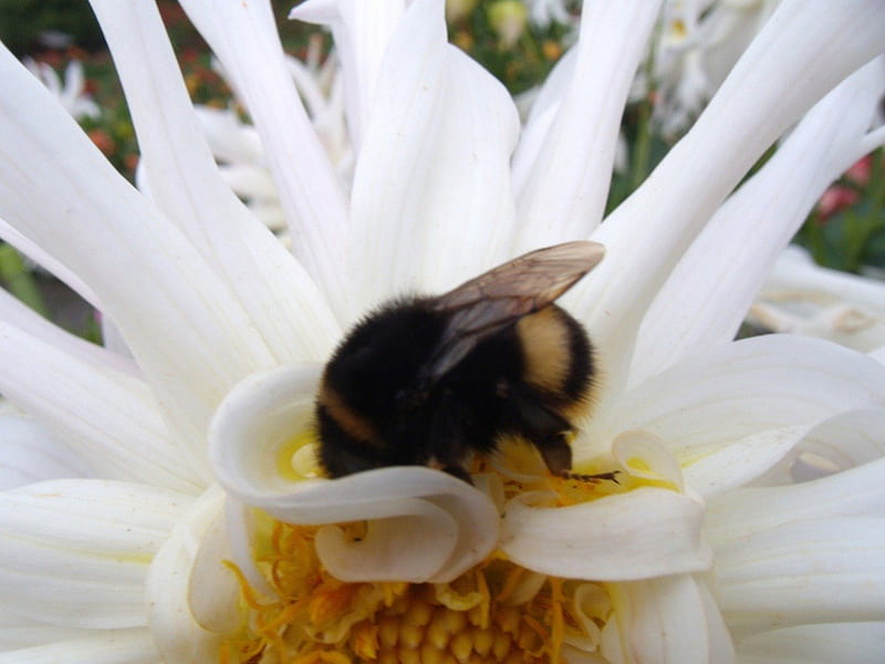 Bumble Bee Relishing, flower, bee, wings, bumble, HD wallpaper