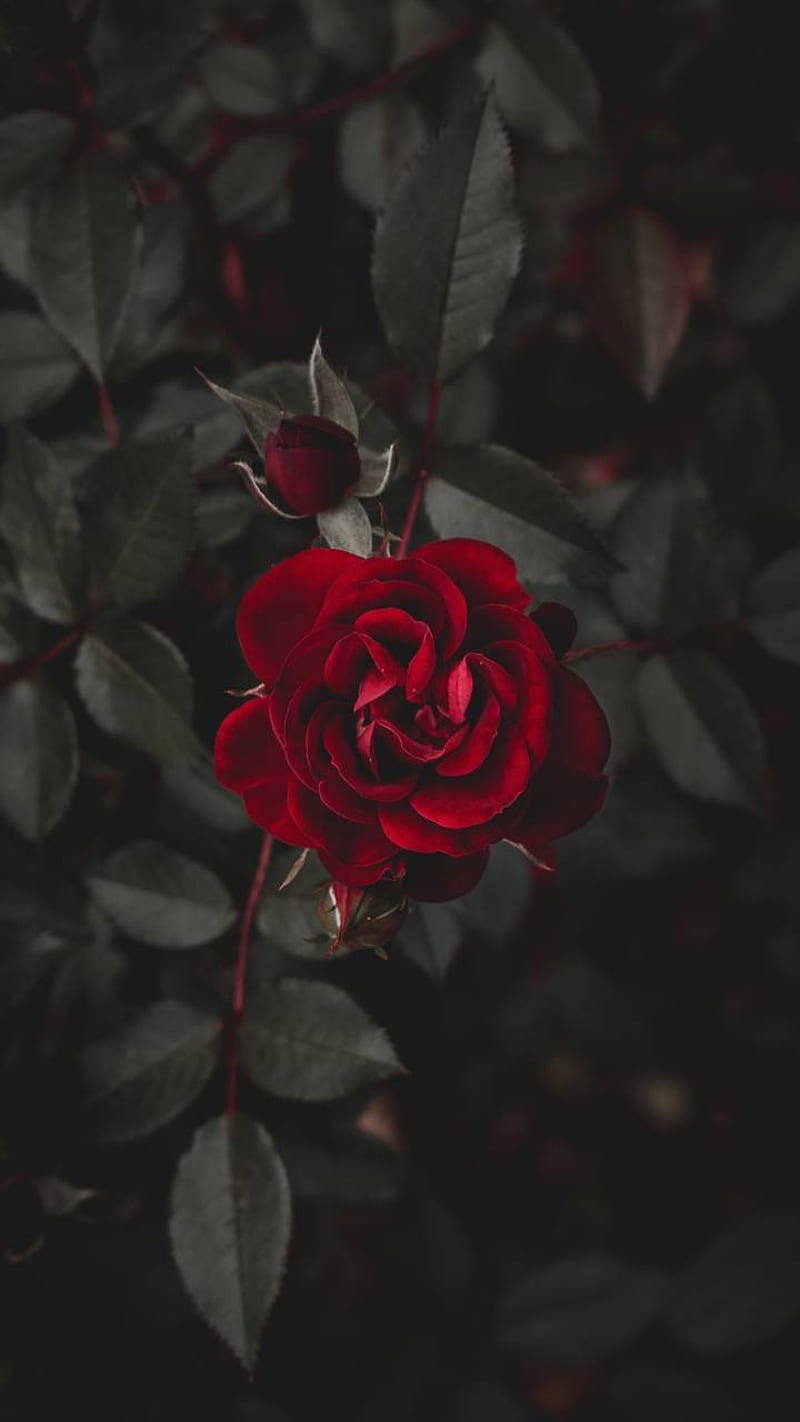 Rosa roja, flower, flowers, pink, red, rose, roses, HD phone wallpaper
