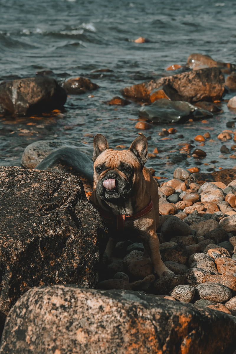 french bulldog, dog, protruding tongue, stones, coast, HD phone wallpaper