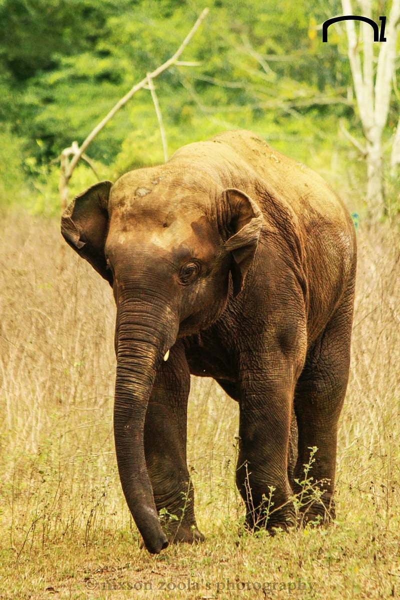 Indian elephant, animals, elephant, HD phone wallpaper
