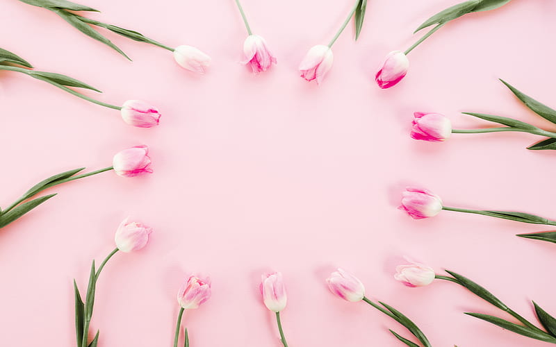 pink tulips frame, pink background, flower frame, spring flowers, pink tulips, spring, HD wallpaper