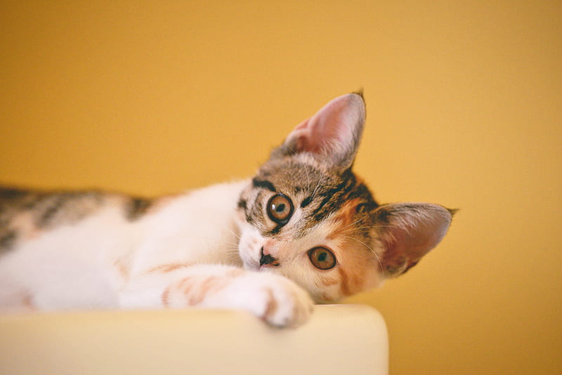 calico kitten lying on white textile, HD wallpaper