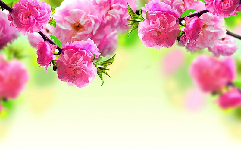 PINK FLOWER FRAME, blossoms, flowers, pink, frame, HD wallpaper