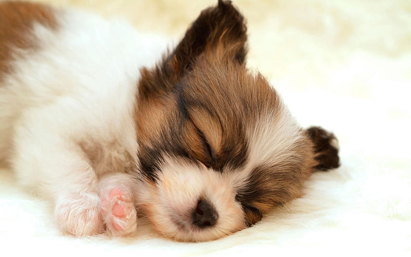 Cute papillon puppy, cute, sleeping, puppy, dog, HD wallpaper