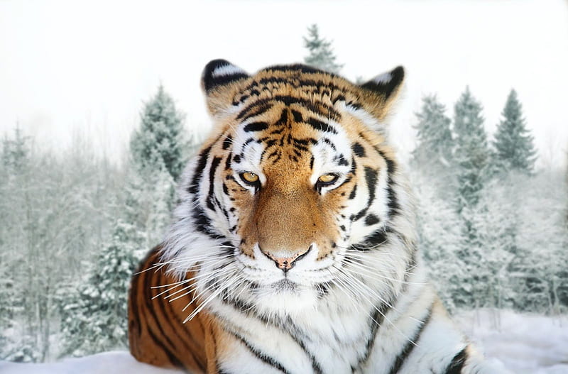 Amur Tiger (Siberian Tiger), felines, big cat, wild, tiger, cats, HD wallpaper