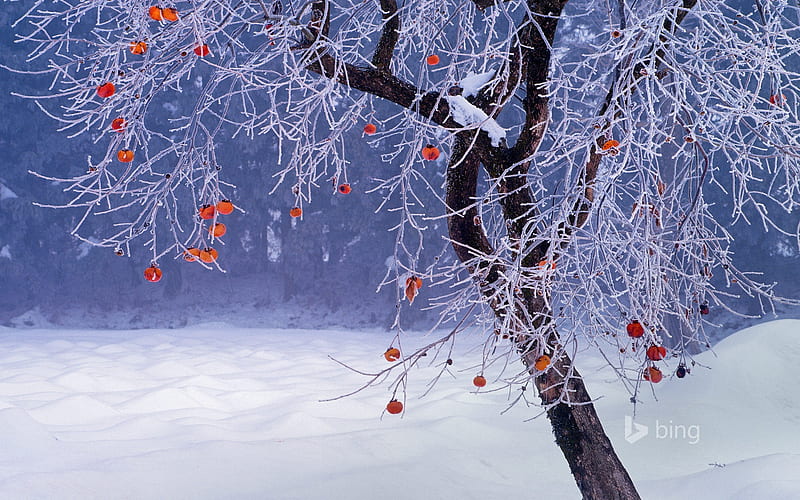 Japanese persimmon tree winter Japan-2016 Bing, HD wallpaper