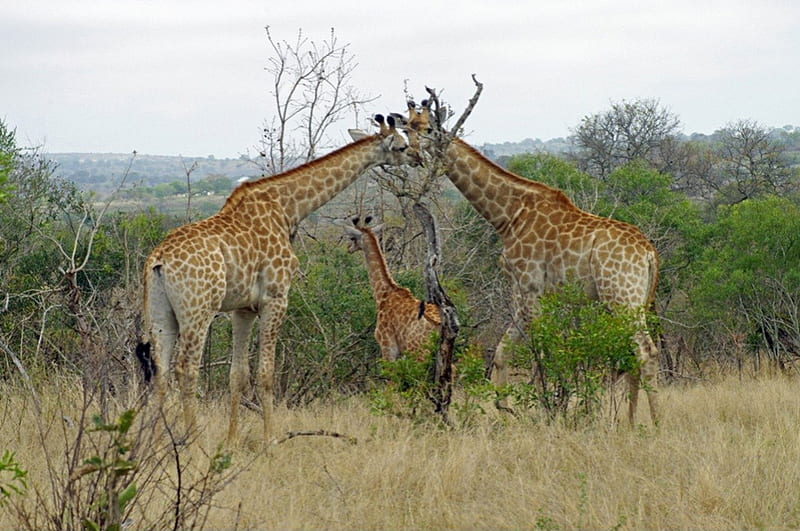 Giraffe in South Africa, nature reserve, wild, wildlife, giraffe, animals, game reserve, HD wallpaper