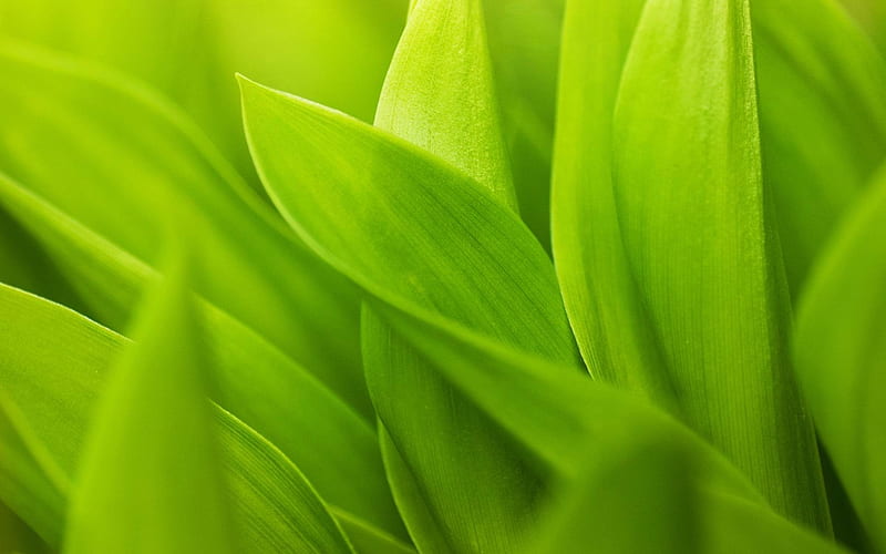 Green Leaf Close Up-, HD wallpaper
