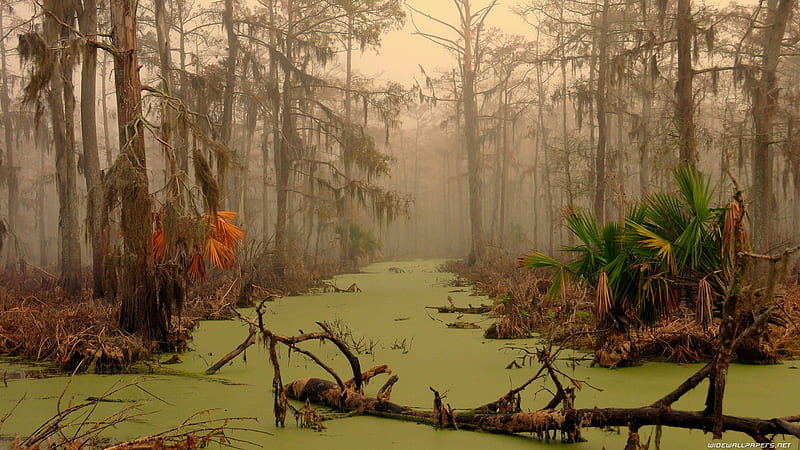 haze in the bayou, forest, limbs, green, haze, bayou, HD wallpaper