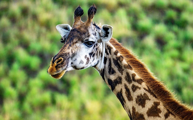 Giraffe, animal, Africa, long neck, HD wallpaper