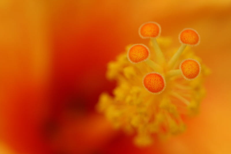 flower, stamens, macro, closeup, orange, HD wallpaper