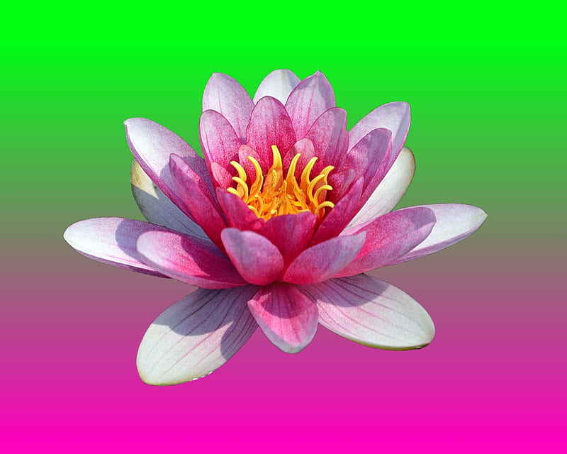 water lily, gizzzi, green, flower, pink, HD wallpaper