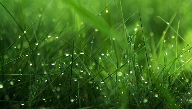 Dew on Grass, green, grass, fresh, rain drops, summer, morning, dew drops, HD wallpaper