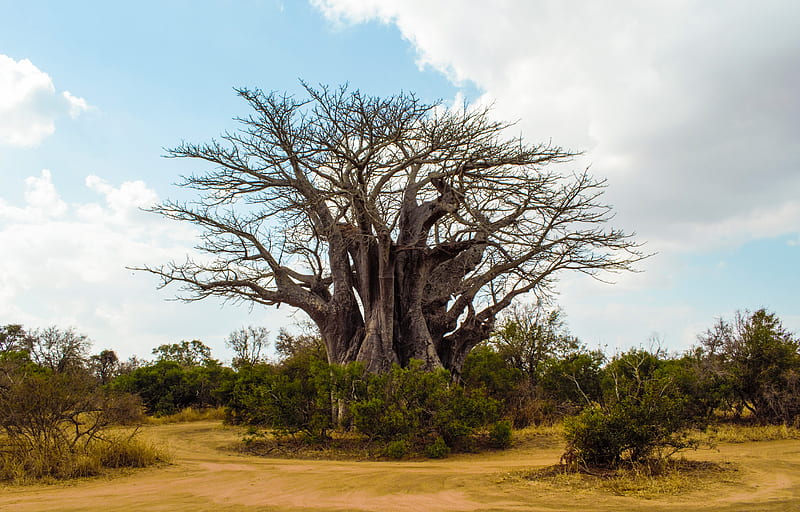 Big tree, boabab, knp, kruger national park, landscape, nature, south africa, HD wallpaper