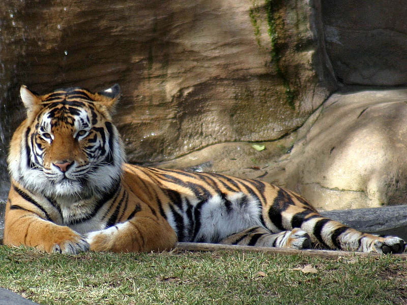 Tiger resting, zoo, feline, wildlife, tiger, animal, HD wallpaper | Peakpx