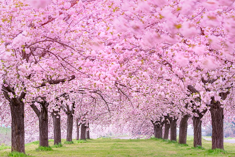 Earth, Sakura, Blossom, Garden, HD wallpaper | Peakpx