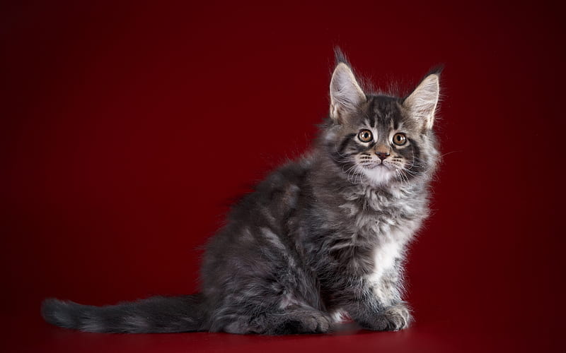 Maine Coon, gray fluffy kitten, a small gray cat, pets, cats, HD wallpaper