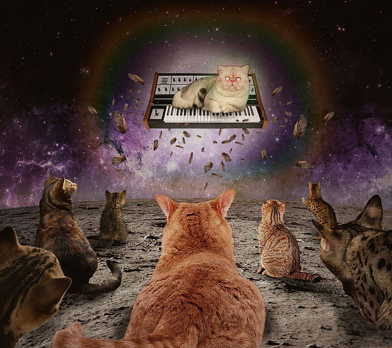 Cat Synth God, almighty, cats, planet, HD wallpaper