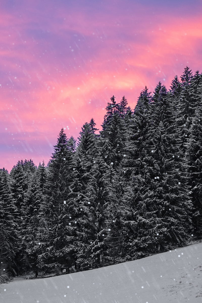 spruce, snow, snowfall, sky, winter, forest, HD phone wallpaper