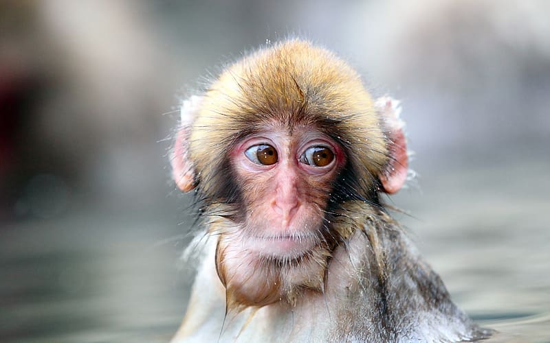 Monkeys, Monkey, Animal, HD wallpaper | Peakpx