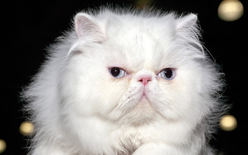 Persian fluffy white cat, domestic cats, cute animals, cat, HD wallpaper