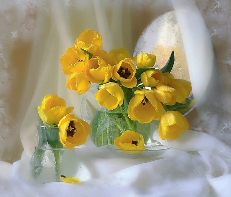 Soft yellow tulips, Tulips, fresh, yellow, bonito, soft, HD wallpaper