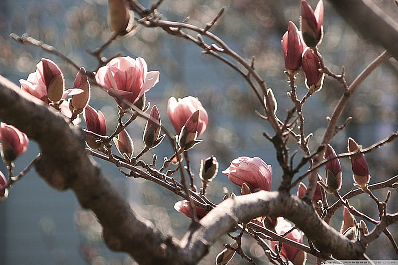 Magnolia, tree, flower, spring, pink, branch, HD wallpaper