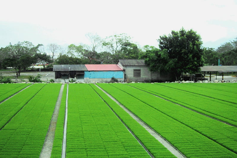 Green fields of rice seedlings, rural, fields, house, Green, HD wallpaper