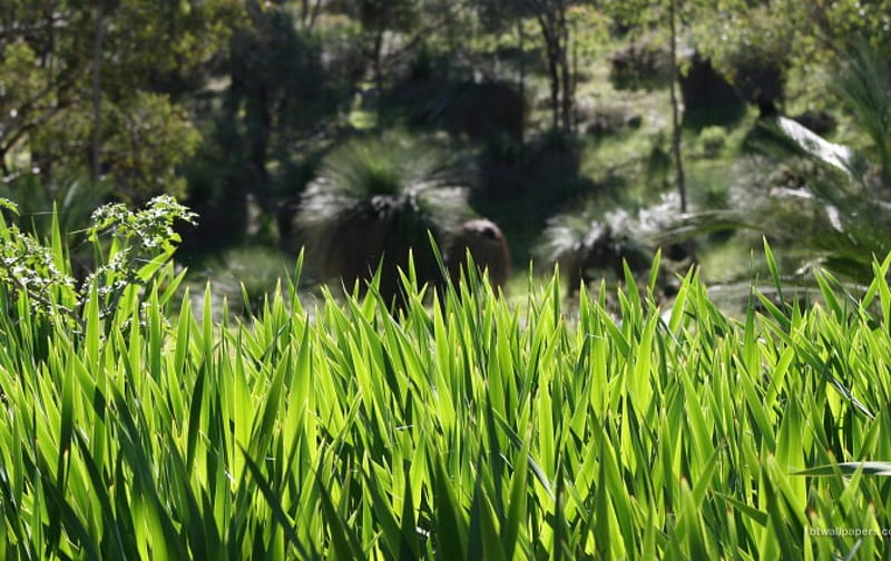 Avon Valley Bush, WA, bushland, western australia, tall thick grasses, HD wallpaper