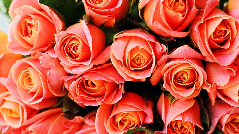Light Pink Spring Orange Roses Flowers Plants Buds Flowers, HD wallpaper