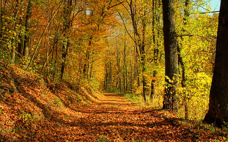 Autumn Glory, forest, autumn, orange, golden, woods, yellow, trees, fallen, leaves, colours, HD wallpaper