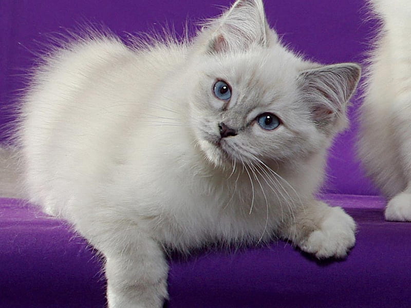 Ragdoll cat, feline, ragdoll, cat, kitten, animal, HD wallpaper Ragdoll cat, feline, ragdoll, cat, kitten, animal, HD wallpaper