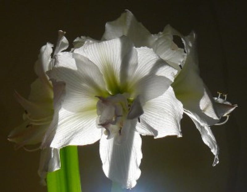 Amarilis, amaryllis, blanco, invierno, iluminado, pavo real, Fondo de  pantalla HD | Peakpx