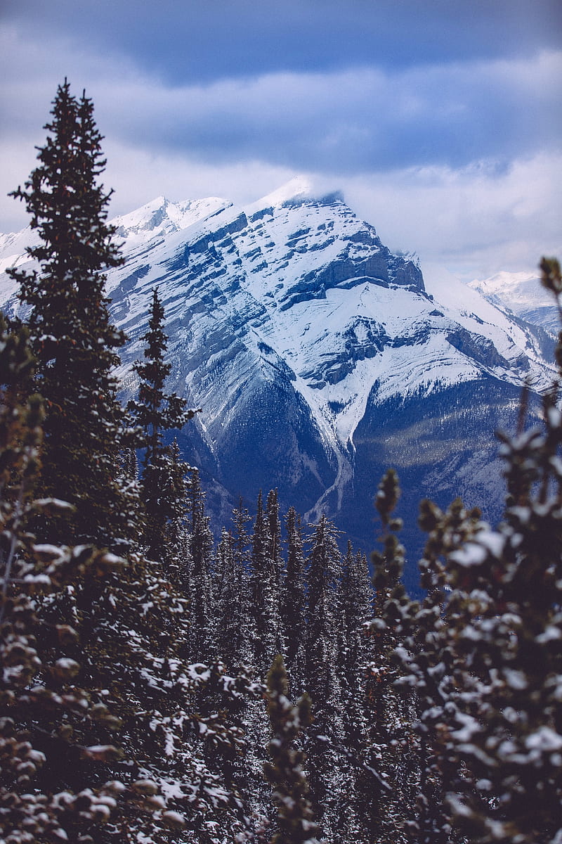 mountain, peak, forest, spruce, snowy, HD phone wallpaper