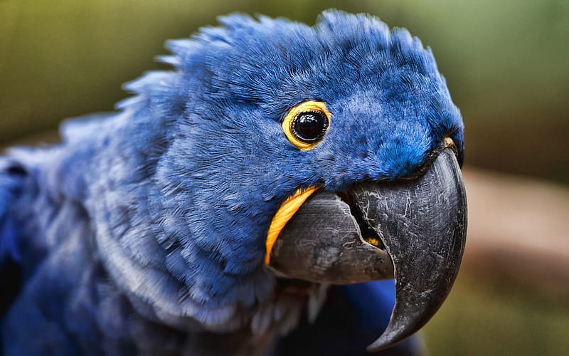 Hyacinth macaw, close-up, blue parrots, wildlife, blue macaw, Anodorhynchus hyacinthinus, parrots, macaw, HD wallpaper