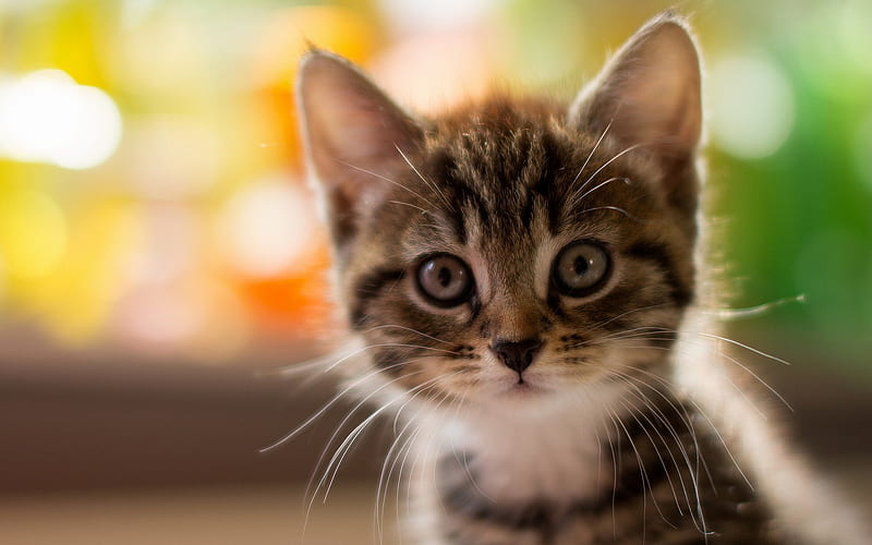 Cute Kitty, kitty, animals, cute, HD wallpaper