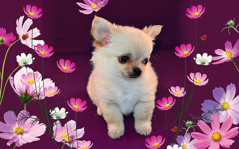 Puppy And Flowers, cute, Viola Tricolor, purple, flowers, pink, cosmea, puppy, HD wallpaper