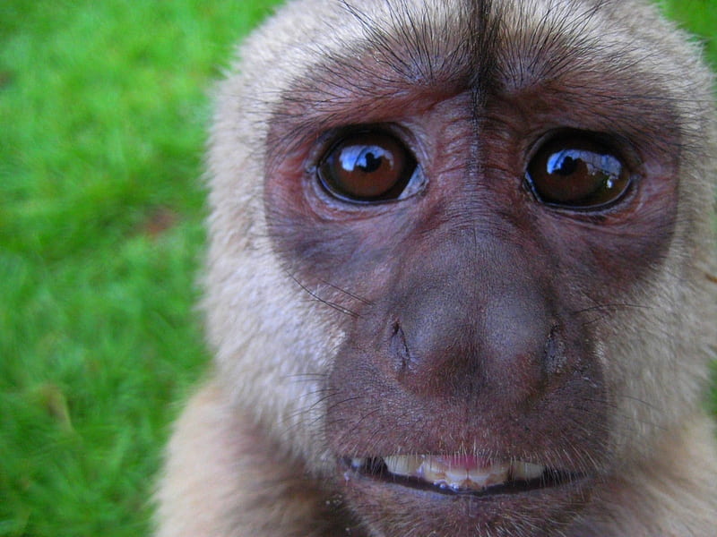 What!!., primate, monky, fun, what, HD wallpaper