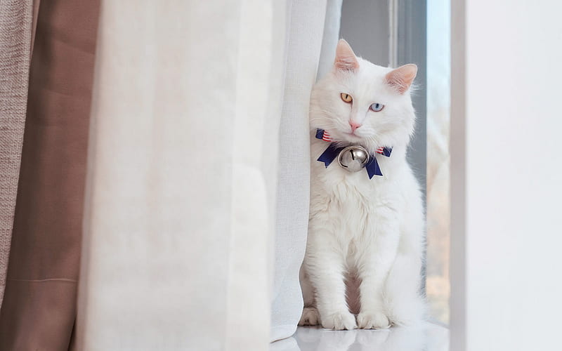 Turkish Angora cat, white cat, pets, domestic cats, American ribbon, July 4, USA, heterochromia, HD wallpaper