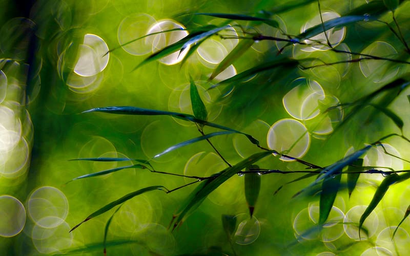 Nature, Leaf, , Dew, Spring, Bokeh, Dew Drop, HD wallpaper