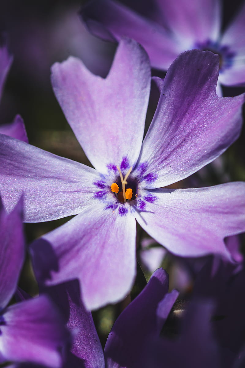 phlox, flower, petals, macro, purple, HD phone wallpaper