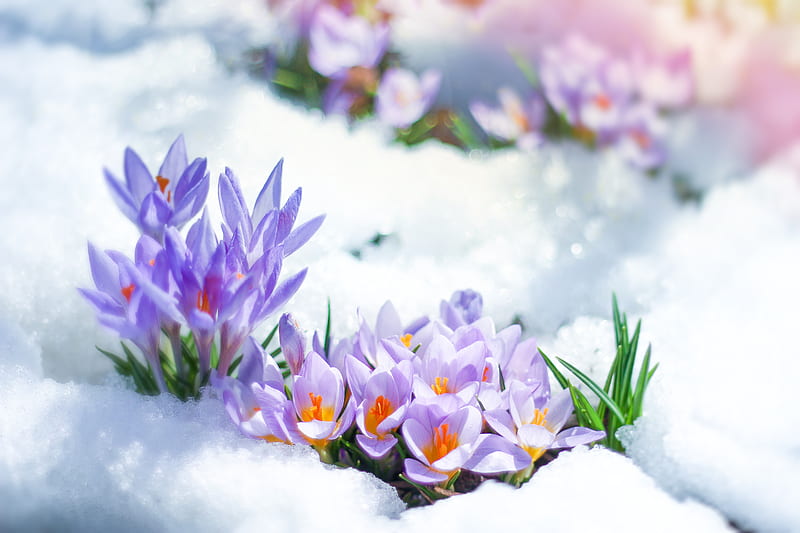 Flowers, Crocus, Flower, Purple Flower, Snow, HD wallpaper