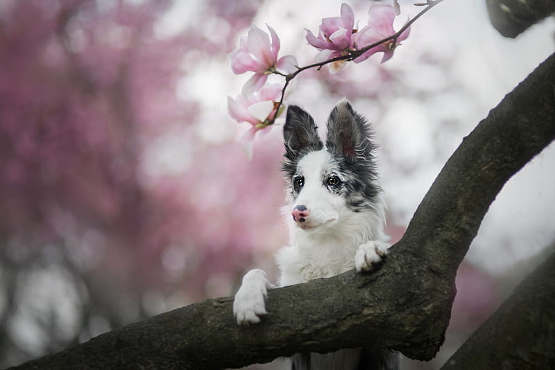 australian shepherd, magnolia, paw, flower, spring, pink, white, primavara, HD wallpaper