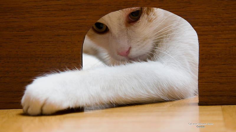The Mouses Point of View, White, Mouse, Playing, Cat, HD wallpaper