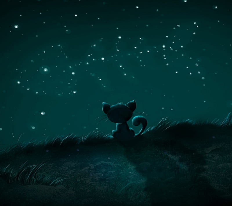 Cat with Stars, fish, night, HD wallpaper
