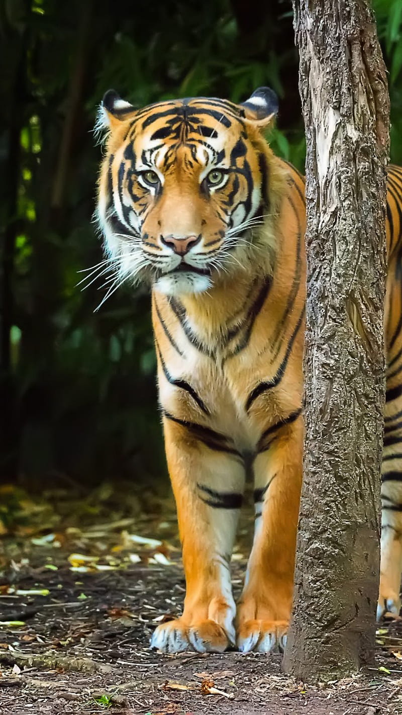 Tiger animal, bengal, bengal tiger, big cat, wild, HD phone wallpaper |  Peakpx