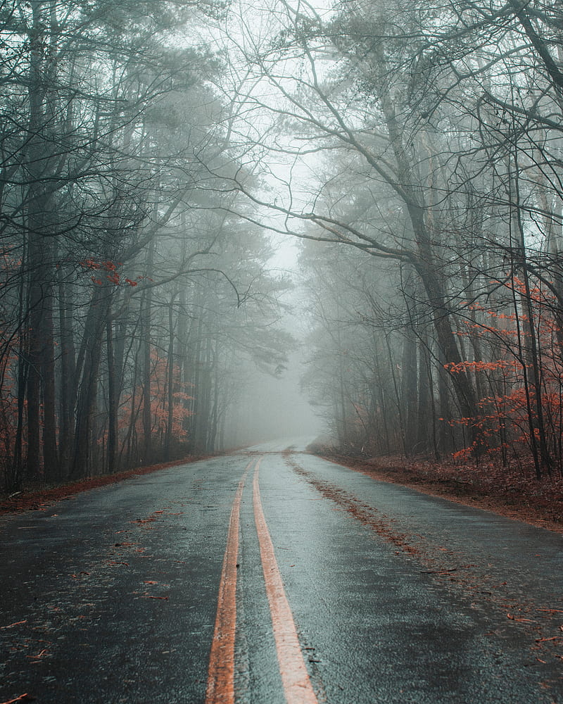 road, fog, forest, autumn, marking, asphalt, HD phone wallpaper