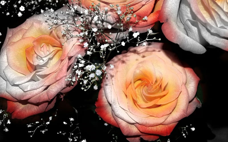 beautiful roses for you deejai from kate, smells, bonito, roses, gorgeous, sweet, HD wallpaper