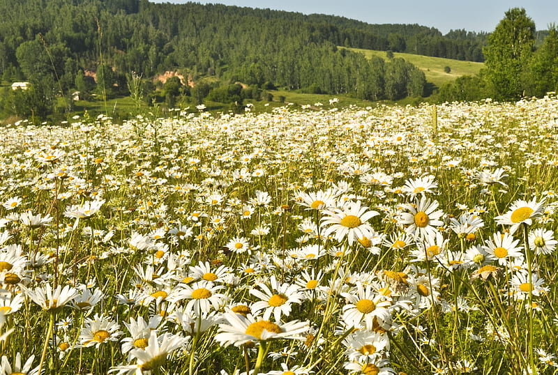 Meadow of Daisies, Meadows, Flowers, Daisies, Hills, Nature, HD wallpaper