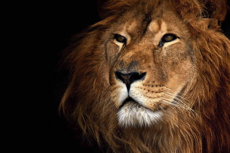 King Of The Jungle, lion pride, male lion, african lion, lion king, lion, HD wallpaper